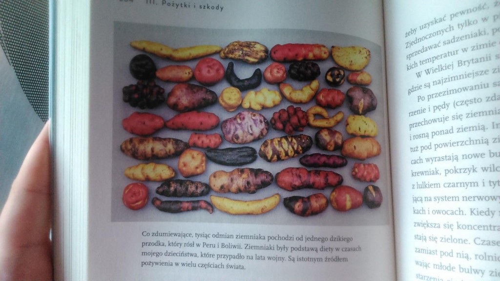 to wszystko ziemniak - obrazek, który pokazuje, jak mało wiemy i jak mało jesteśmy świadomi różnorodności świata roślin