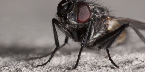 mucha, kryminalistyka, val mcdermid